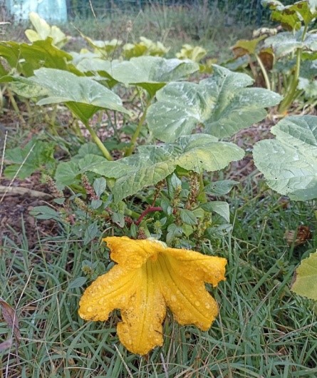 Fleur de courgette du potager